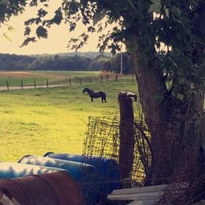 Meet your Posher, Shelby